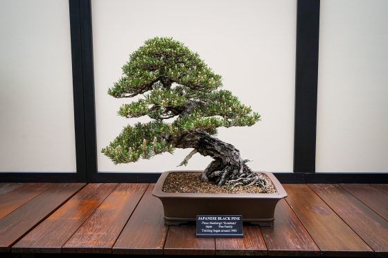 a bonsai tree in training on a dark wood table